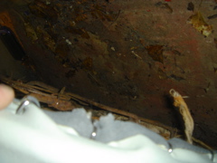 DSC03353.JPG